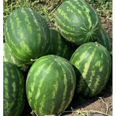 Green Jar F1 1000 семян арбуза, Seminis, Голландия